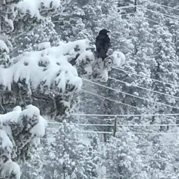 Crow in the snowy tree