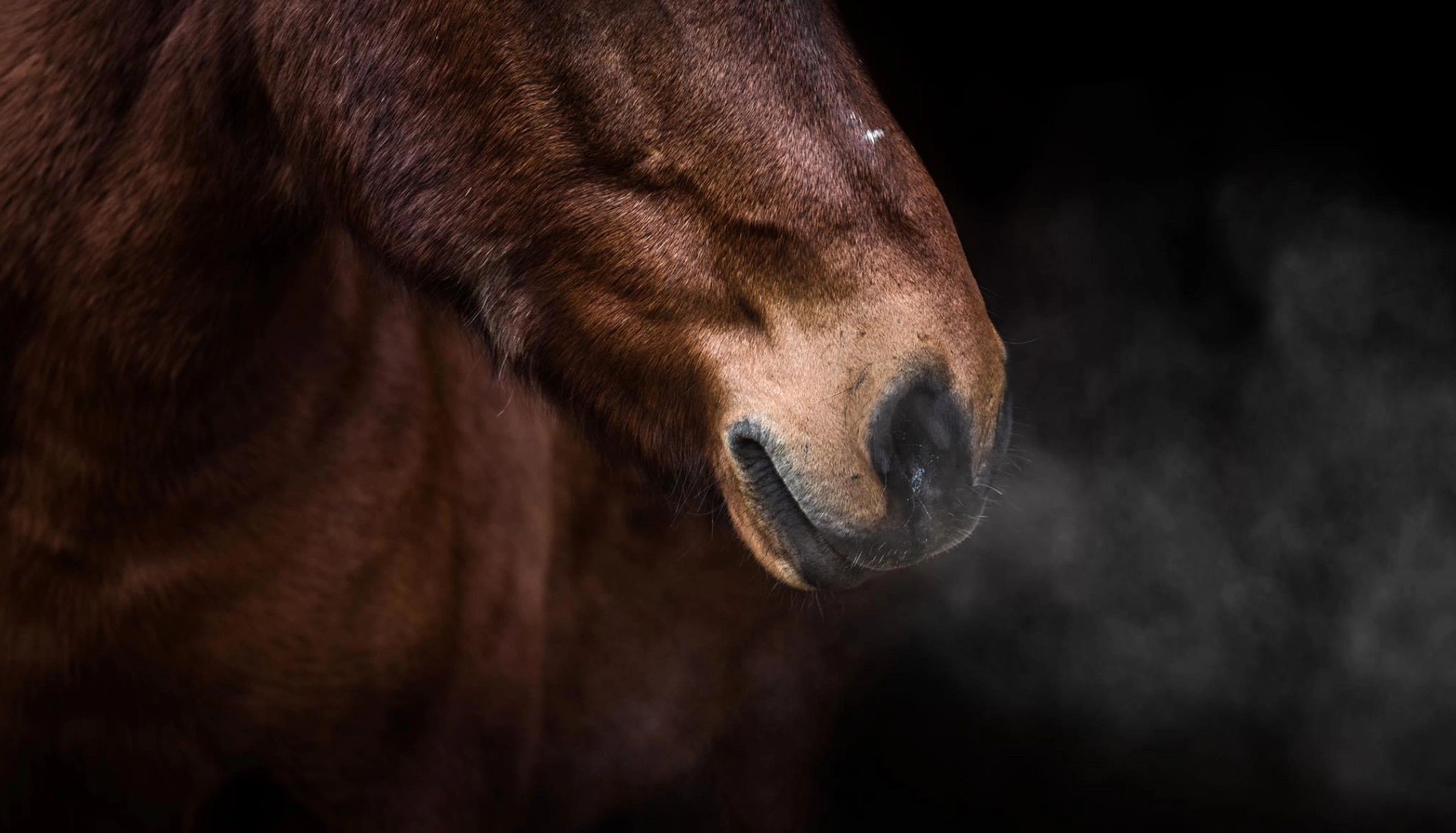 Equine Salt Therapy Services Canadian Equine Salt Therapy