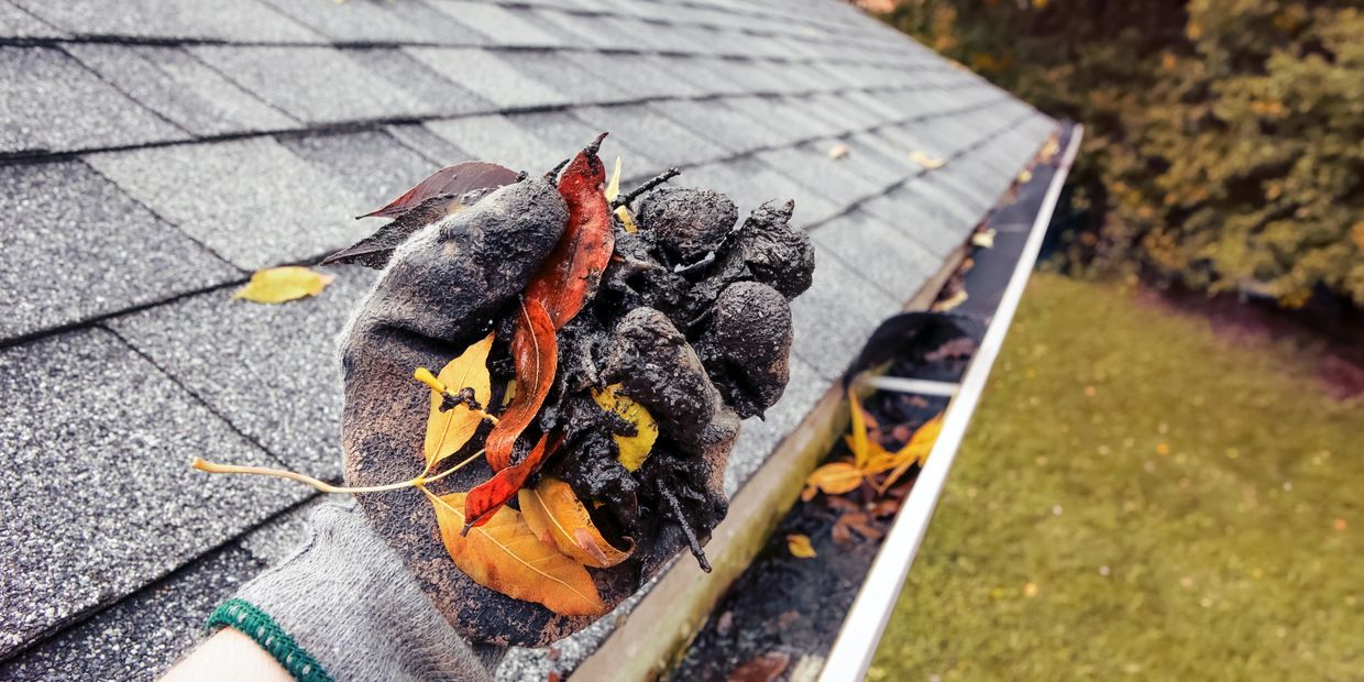 Hand holding wet leaves and debris from a clogged gutter on a roof.