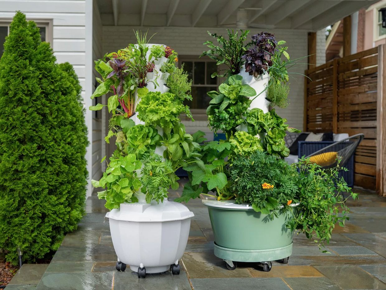 Tower Gardens