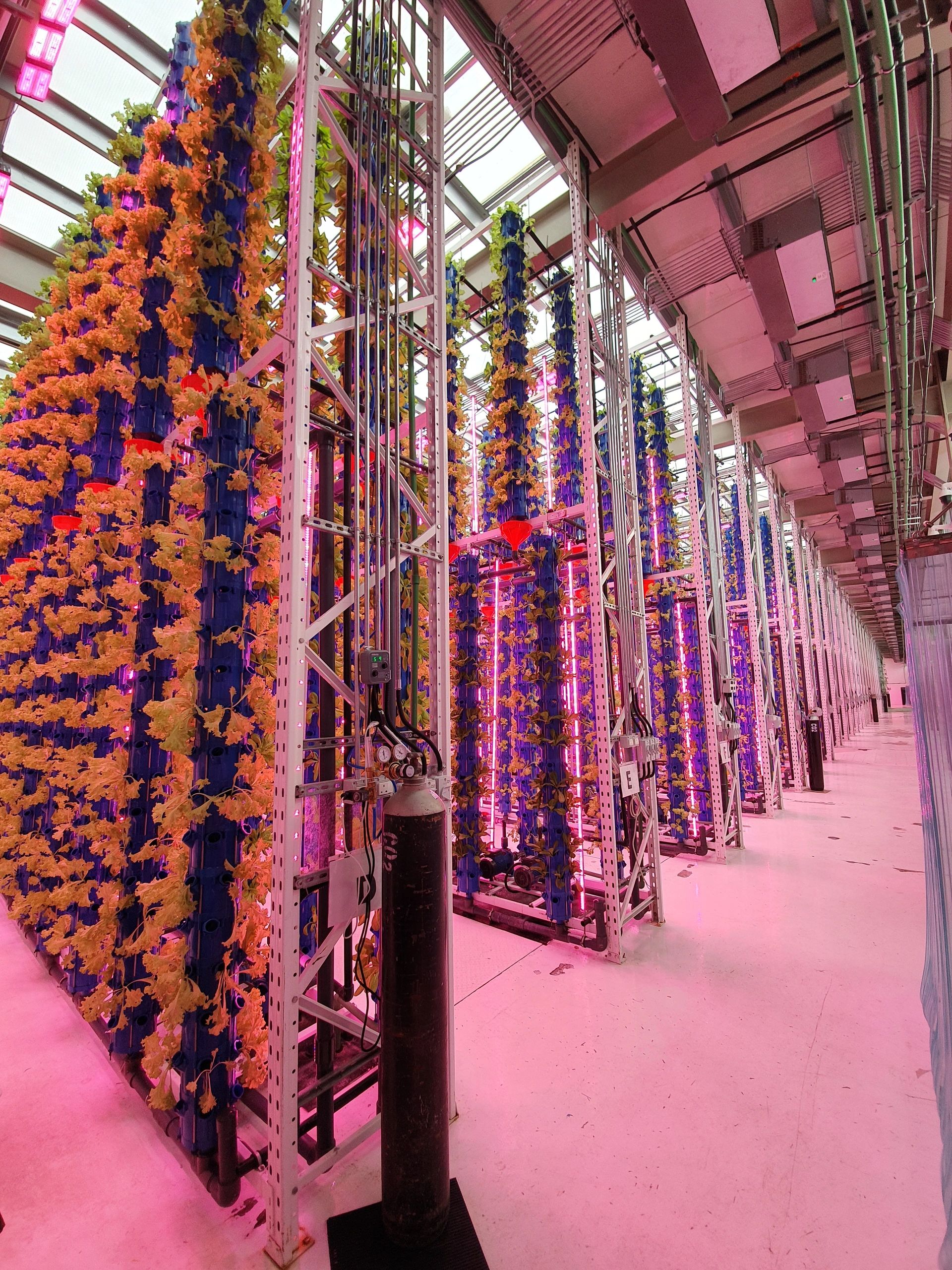 Indoor vertical hydroponic farm with rows of plants under pink grow lights.