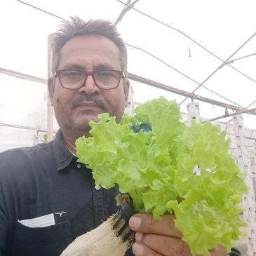 Man holding fresh hydroponic lettuce with visible roots in a greenhouse.