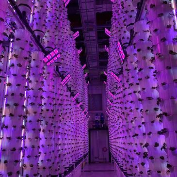 Vertical farming with LED lights in a modern indoor agriculture setup.