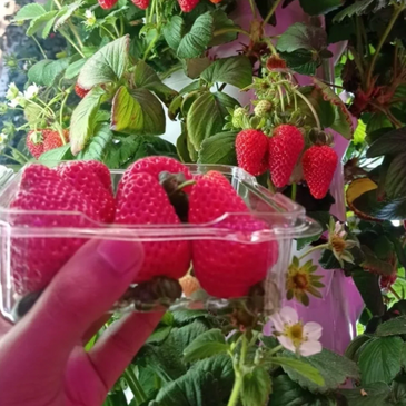 Freshly picked strawberries held in a plastic container with strawberry plants in the background.