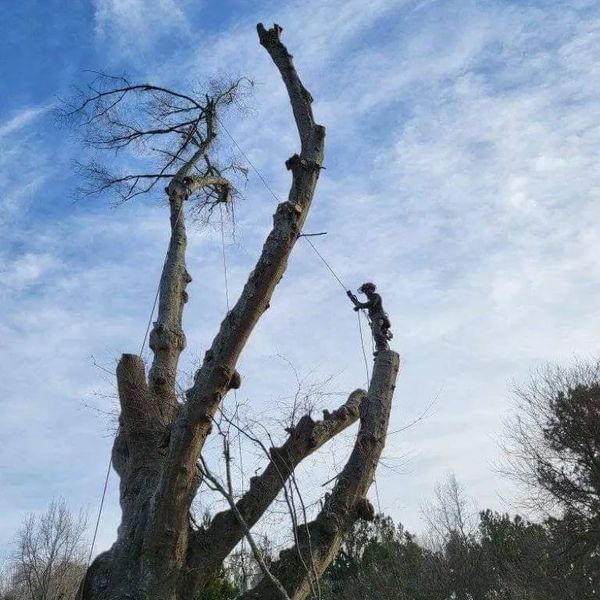 Our tree care professionals can remove any size tree.