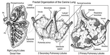 fractal organization of the canine lungs