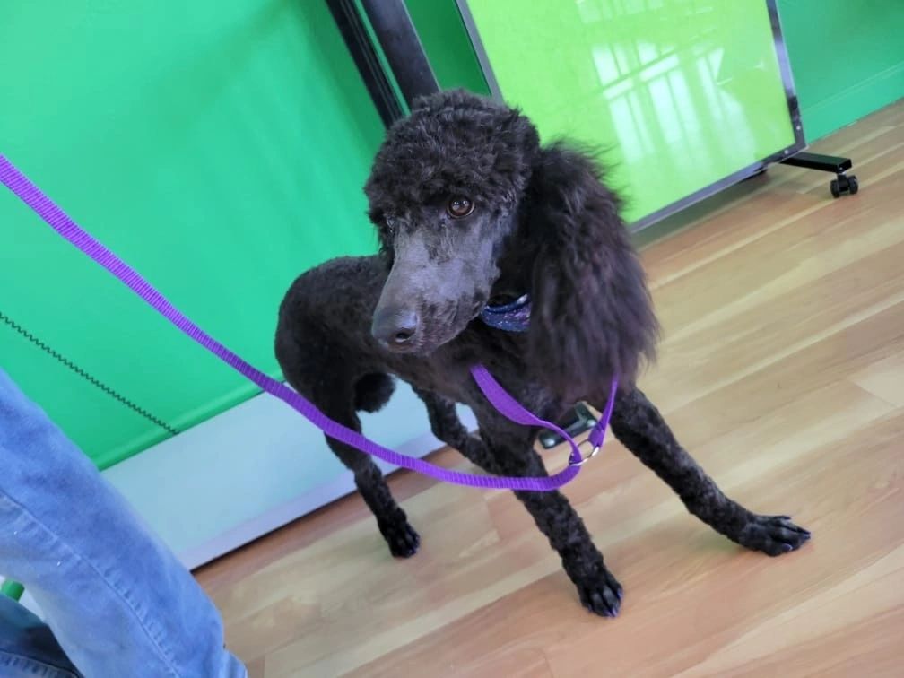 Betty and Friends Grooming