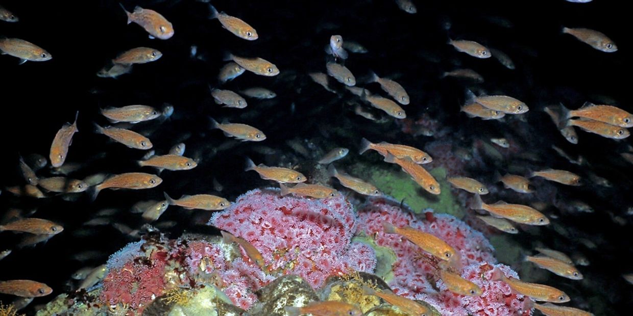 Cordell Bank
Exploration of Cordell Bank
National Marine Sanctuary
NMS
rock fish
 