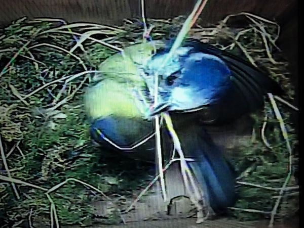 Bluetit nestbuilding