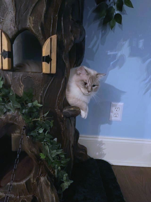 Large Luxury Cat Trees - Fantasy Cat Trees