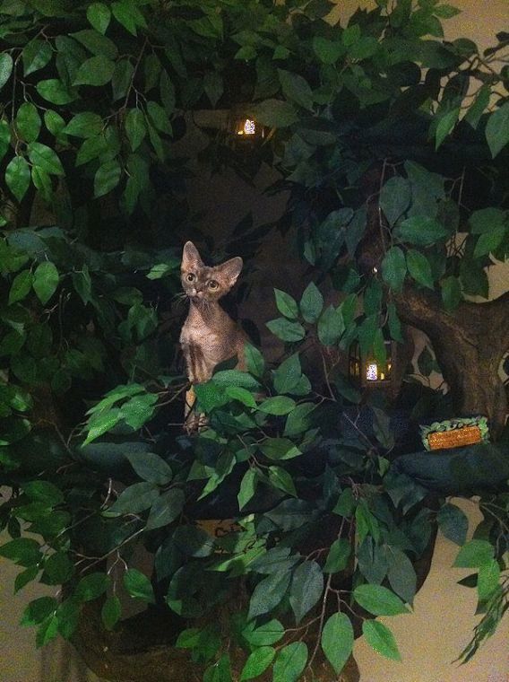 Large Cat Trees Fantasy Cat Trees Fantasy Cat Trees