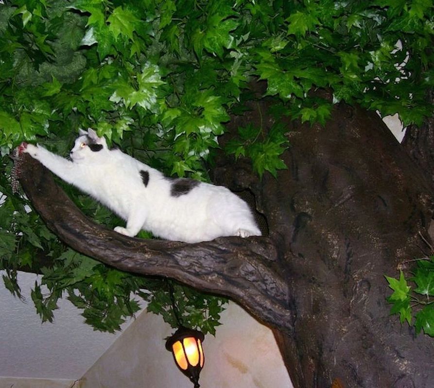 Large Cat Trees Fantasy Cat Trees Fantasy Cat Trees