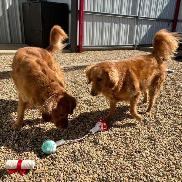 Two golden retrievers playing with toys on gravel outside.