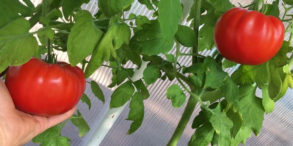 Fresh Produce grown using Hydrocopia's AutoFarm fully automated greenhouse and AutoTenders