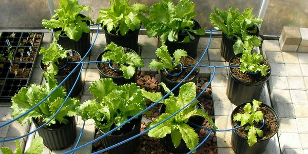 Hydrocopia AutoTenders Automated Organic Grow & Irrigation System for retrofit of any greenhouse, room or garden.