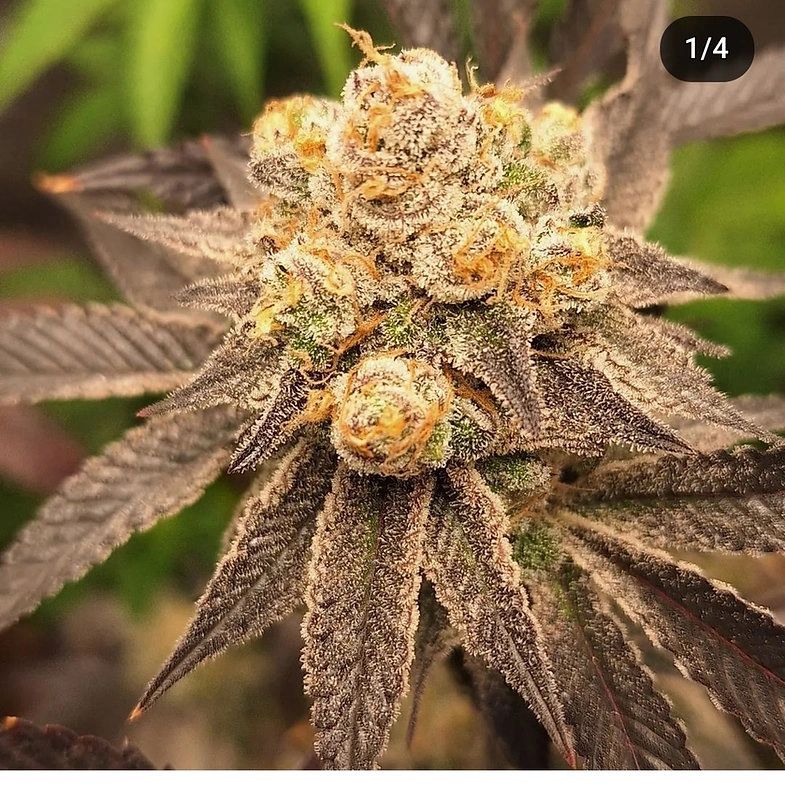 Gas O Cane Feminized 3 Pack