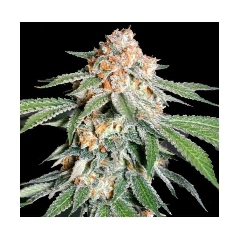 Banana Kush Feminized Autoflower seeds