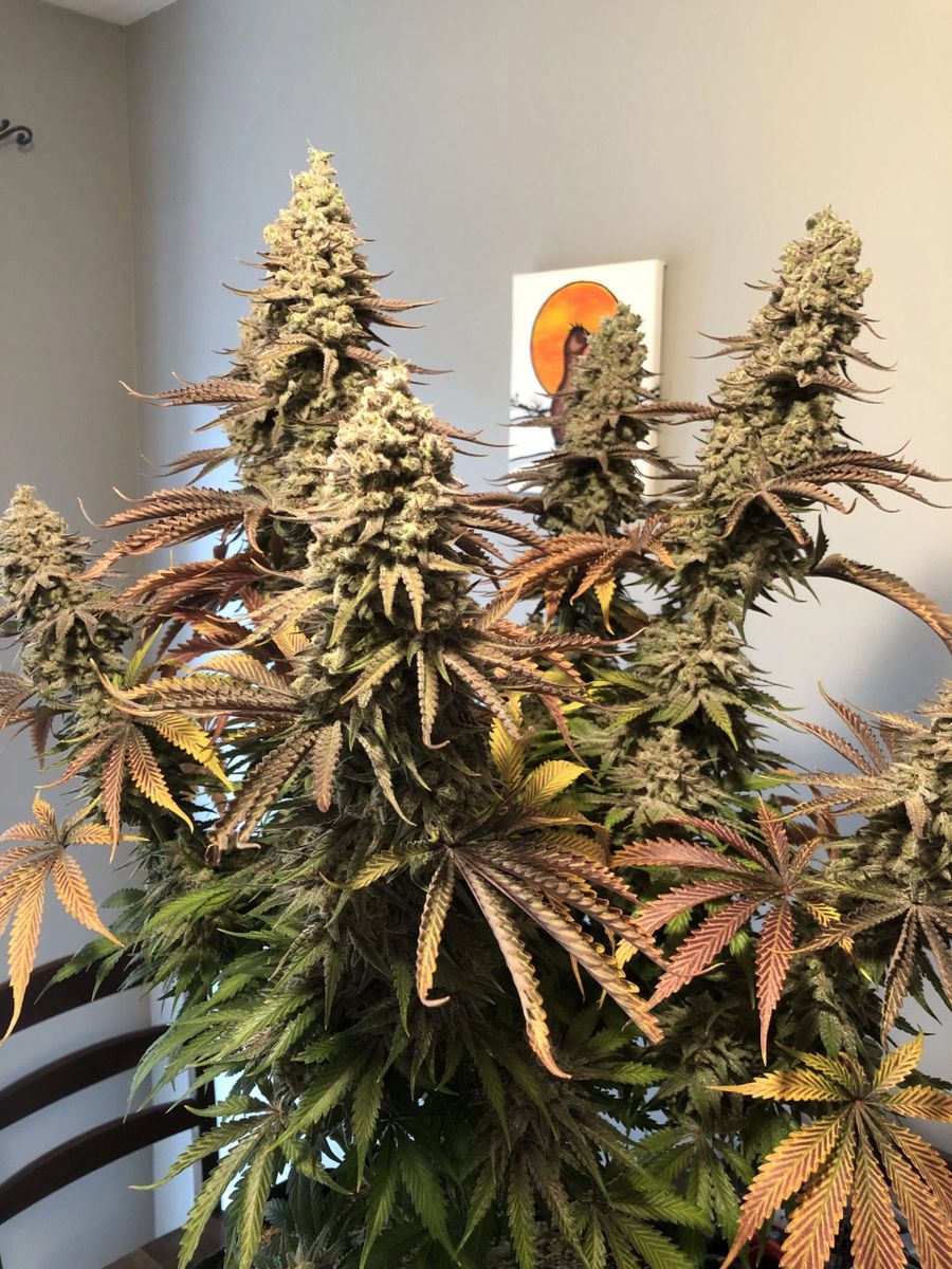 Black Berry Breath (Meat breath x Blackberry Kush) Thug Pug