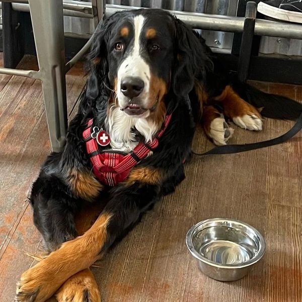 A photo of Aspen the dog with a water bowl hanging out at the brewery.