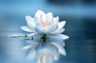 No mud, no lotus.