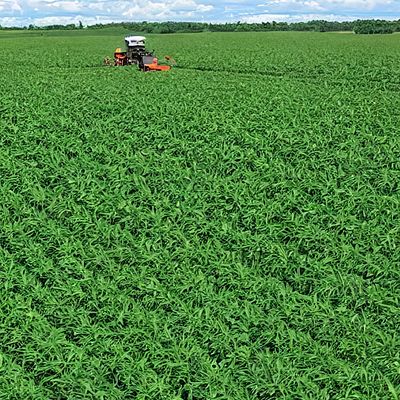 Hemp Harvest