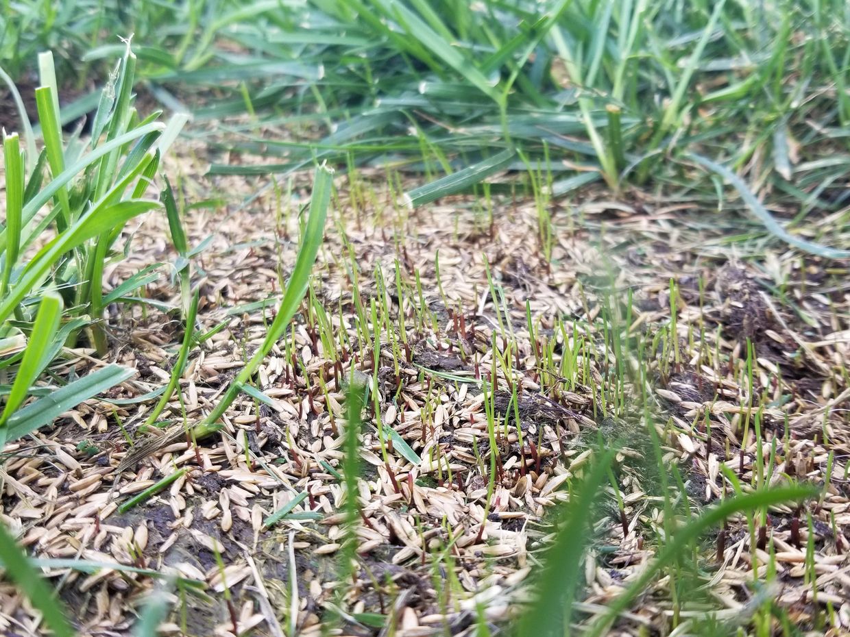 Grass Seed germinating 