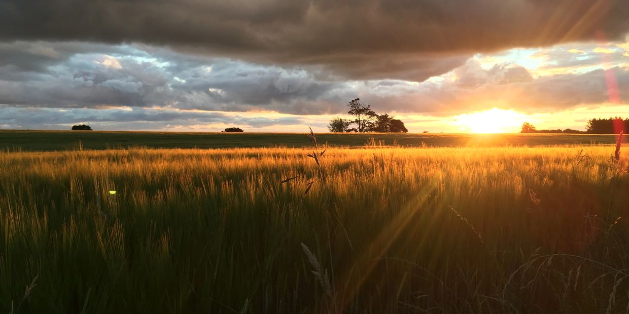 Sunset in the horizon with a field of wheat in the foreground 