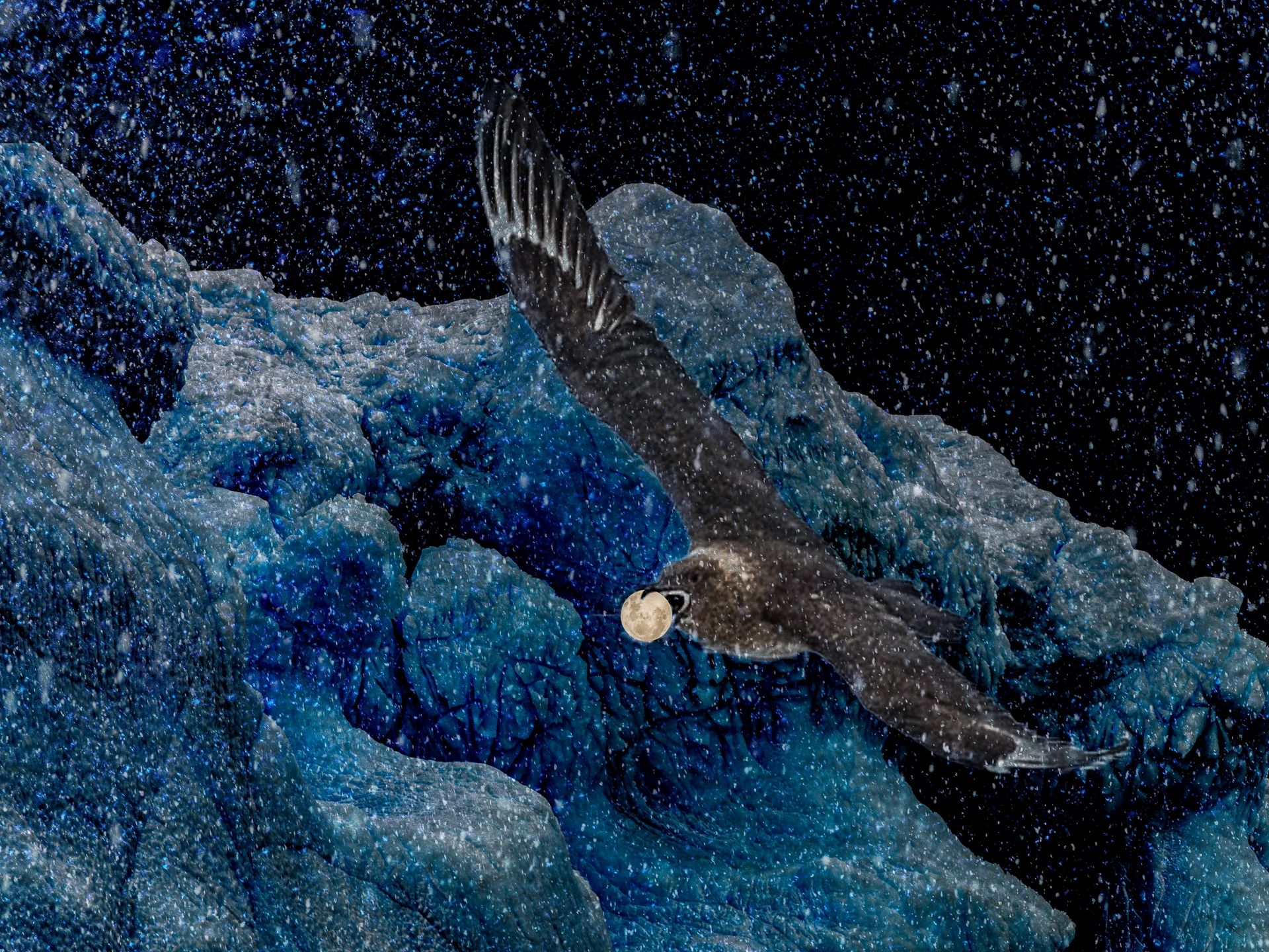 Skua flying with the moon in its beak
