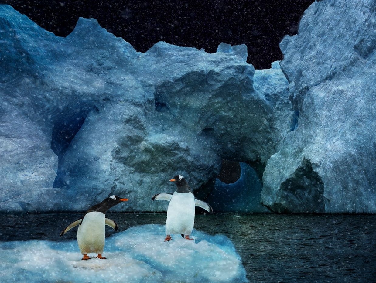 two gentoo penguins on an ice floe