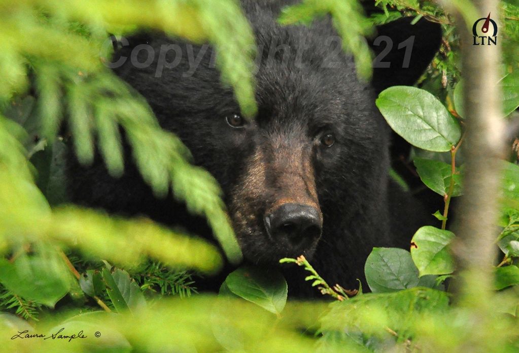 A black bear peeks through dense green foliage in its natural habitat.