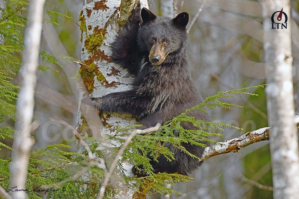 A black bear climbing a tree in a forest.