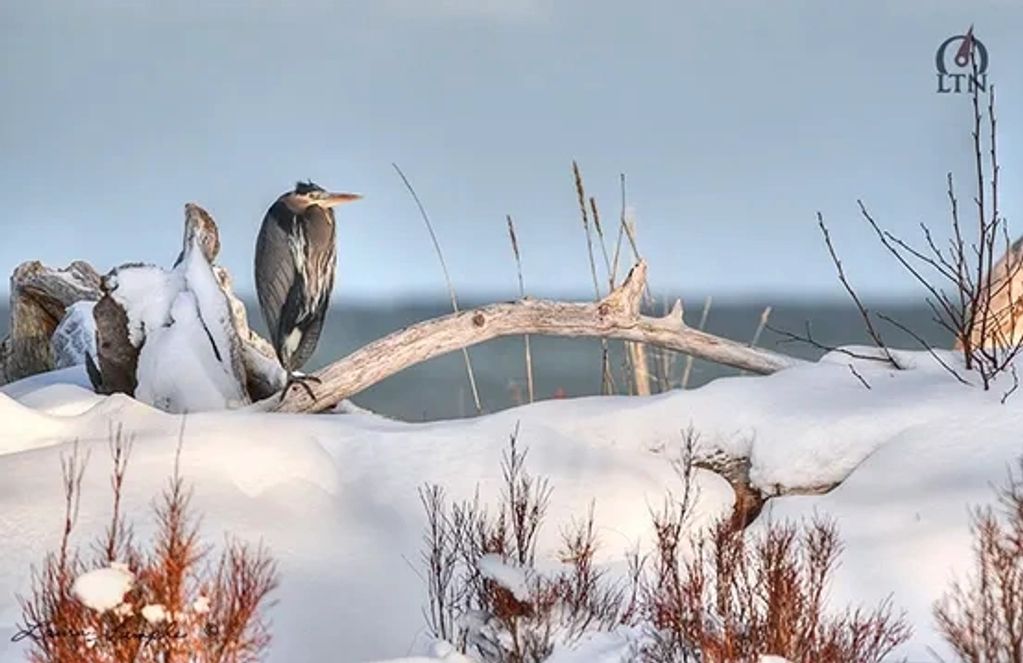 A bird perched on a snowy branch in a winter landscape.