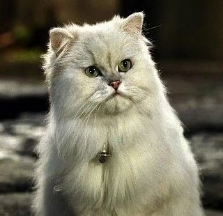 snowbell cat stuart little