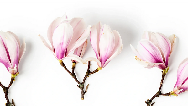 3 pink and white magnolia flowers on the stem labeled magnolia
