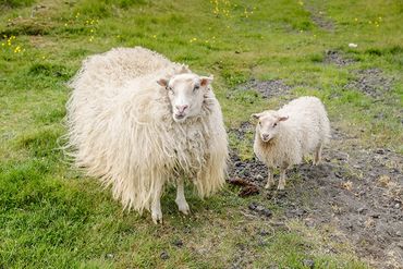 A picture of some white sheeps