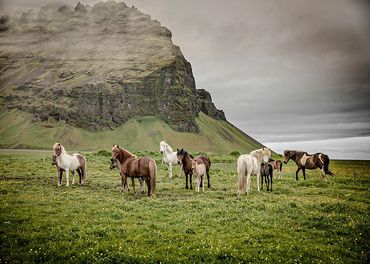 Wild horses standing on a field