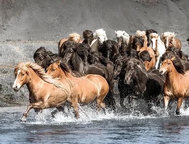 Light and dark brown horses running across a river