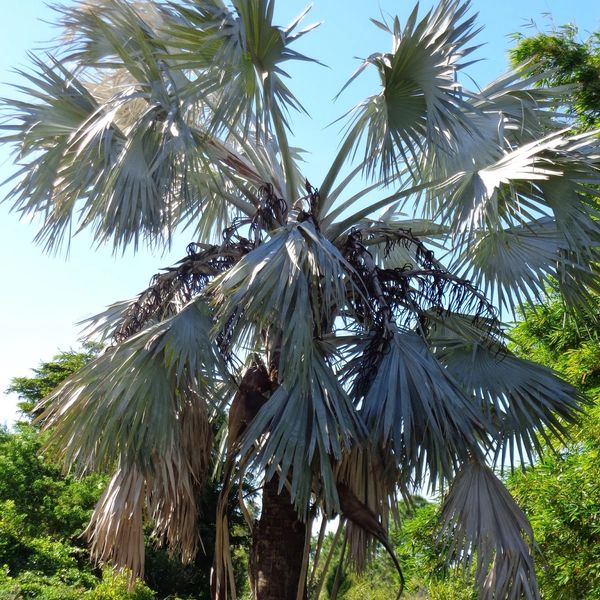 Bismarck Palm with Palmetto Weevil. 