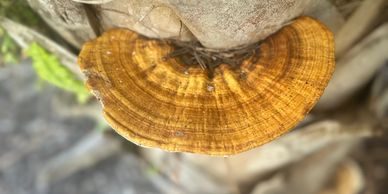 Ganoderma 