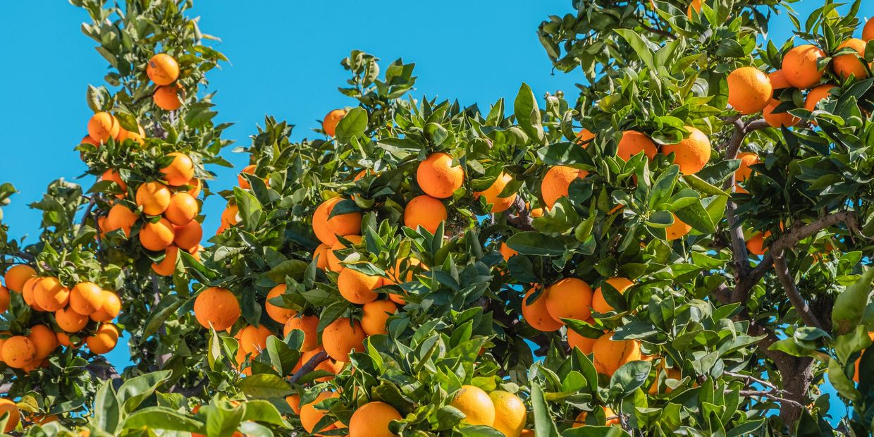 Citrus tree cared for by Plant Health Care Pros. 