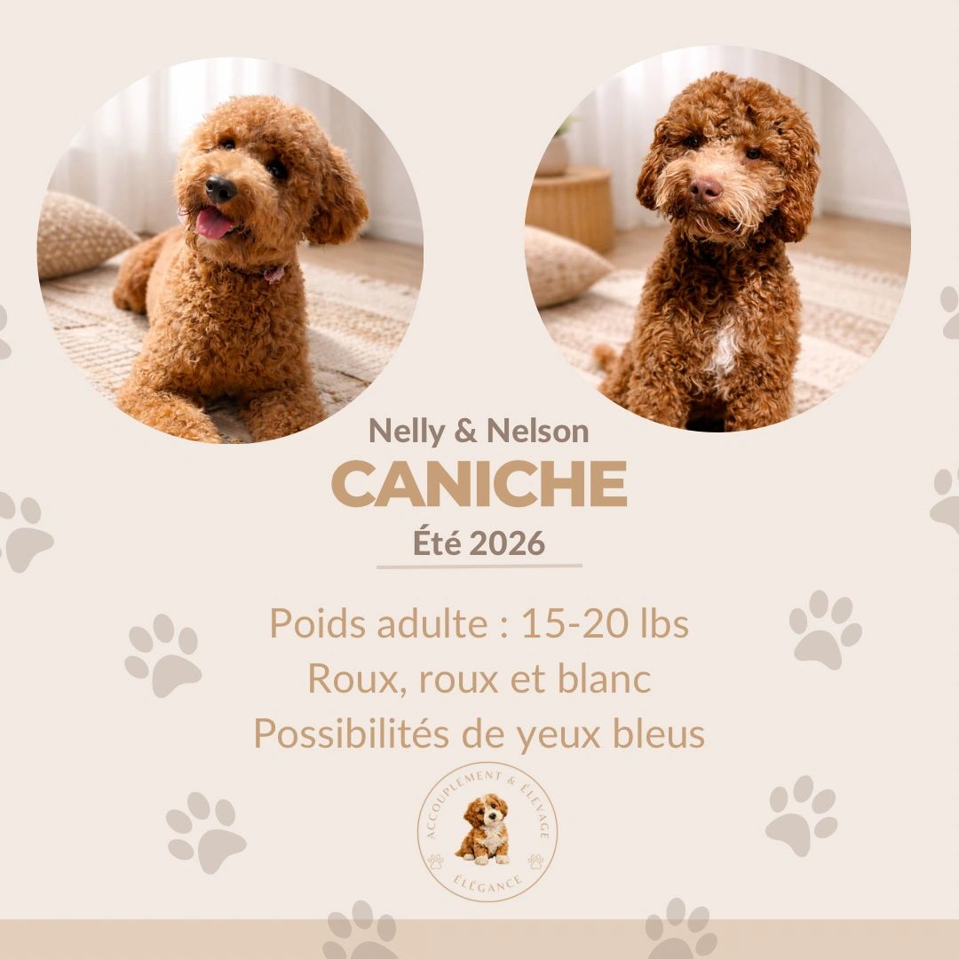 Caniche miniature
