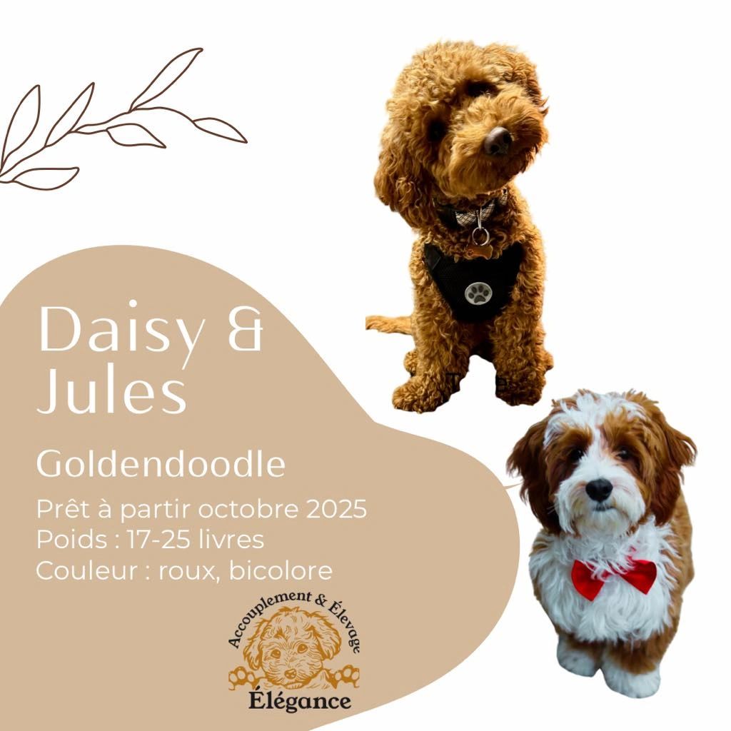 1 seule place de disponible sur la liste d'attente de Goldendoodle
