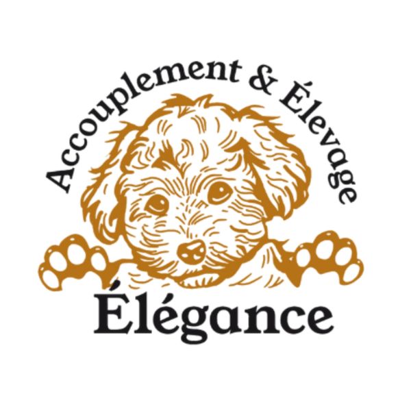 Accouplement & Élevage Élégance Élevage familial au Québec Goldendoodle caniche Maltipoo Cockapoo 