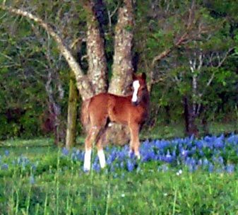 Tylwyth Trinket (Dragoncroft Welshman x Tylwyth Treasure by Liseter Peter Pan II)