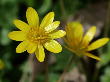 Close-up of vibrant yellow flowers in natural light.