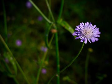 A delicate purple flower with a blurred green background.