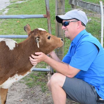 Miniature zebu cow and person