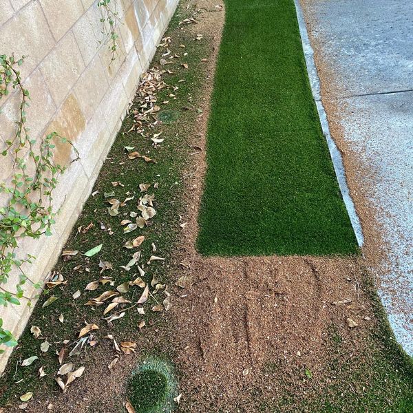 Patchy grass with green turf on soil next to a wall and concrete path.