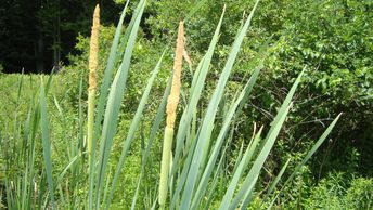 cattails stalk emerges