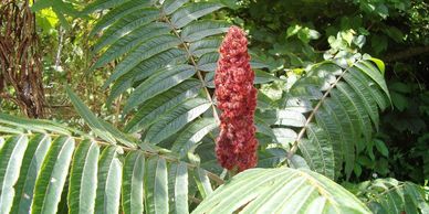 Sour, Savory Sumac - Edible New Mexico